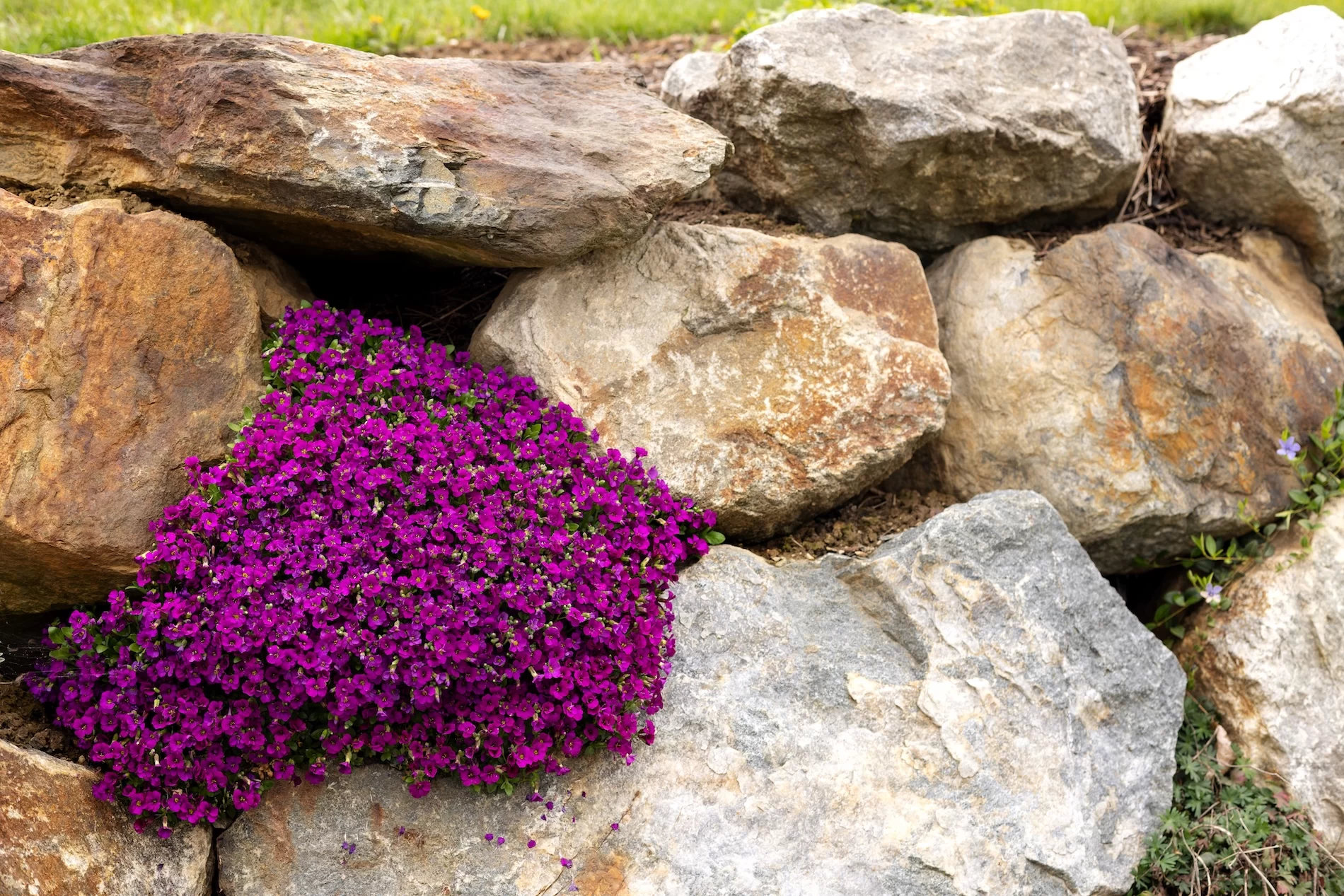 Vibrant purple flowering ground cover cascading among natural weathered stones in rock garden setting