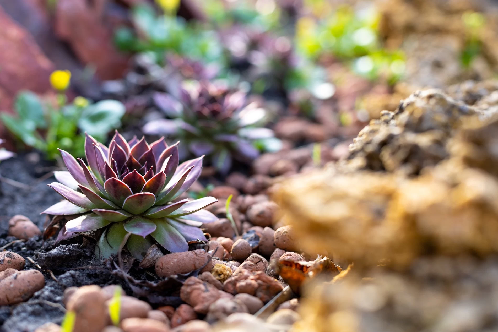 Purple-tinted succulent plant growing among decorative rocks in drought-tolerant garden setting